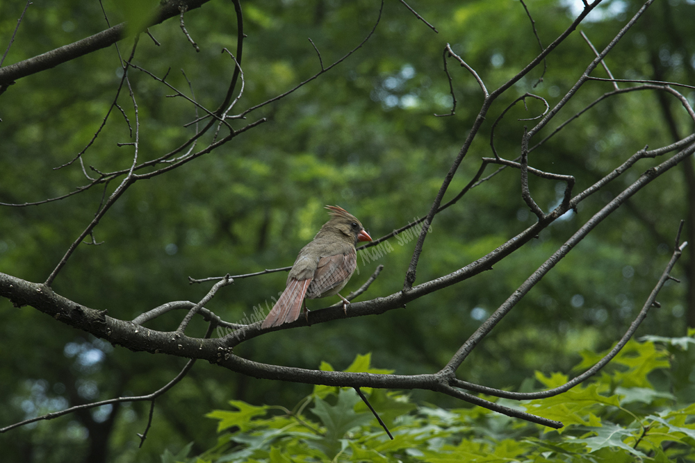 Female Northern Cardinal, Central Park, NY, 2017